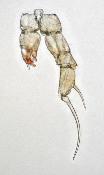 Photo of Acanthodiaptomus denticornis by Ian Gardiner